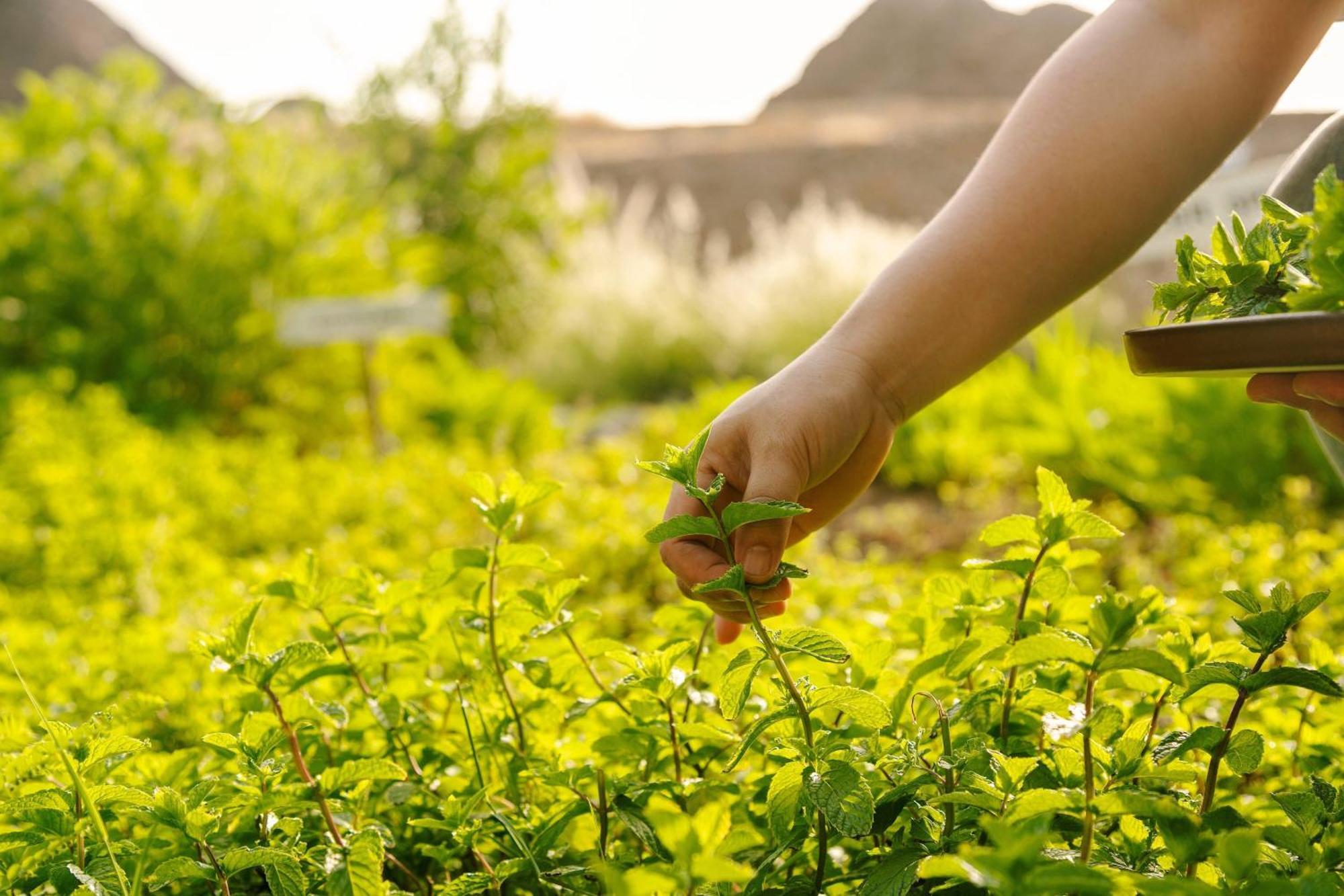 Al Bustan Palace, A Ritz-Carlton Hotel Muskat Bagian luar foto Mint being harvested